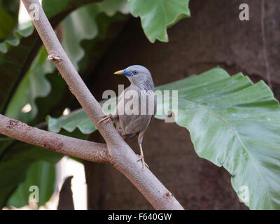 Un Castagno-tailed Starling su un ramo in un giardino di Bangkok. Foto Stock