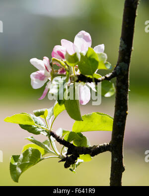 Blooming apple tree Foto Stock