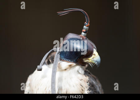 La fauna selvatica : Europeo il gheppio (Falco tinnunculus), un uccello da preda. Aka Eurasian Kestrel o il Vecchio Mondo gheppio Foto Stock