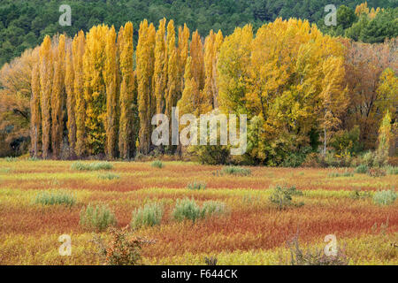 Vimini, vimini, nei campi a Priego in autunno, Provincia Cuenca, Castilla-la Mancha, Spagna centrale Foto Stock