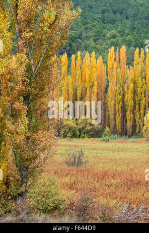 Vimini, vimini, nei campi a Priego in autunno, Provincia Cuenca, Castilla-la Mancha, Spagna centrale Foto Stock