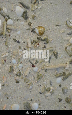 Sulla spiaggia, Aitutaki, Isole Cook Foto Stock