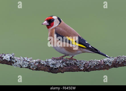 Cardellino, Carduelis carduelis, appollaiato su un lichen coperto stick, nel giardino in Lancashire, Inghilterra, Regno Unito Foto Stock