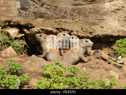 Una famiglia di giovani Black-Tailed prateria cani al di fuori della loro den Foto Stock