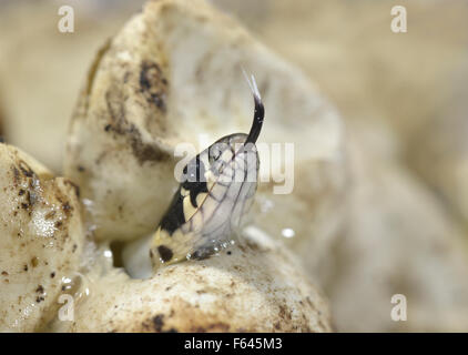 Biscia - Natrix natrix - i giovani emergenti da uovo. Foto Stock