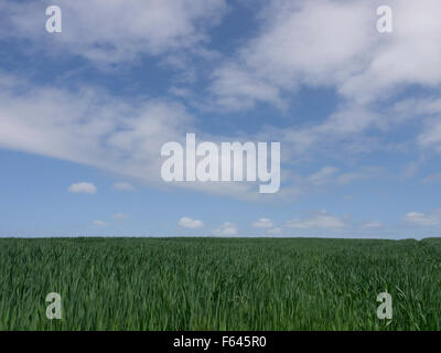 Campo e cielo . Soffici nuvole bianche galleggianti in un luminoso cielo blu con vivido verde erba di seguito. Foto Stock