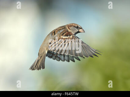 Casa passero - Passer domesticus - maschio. Foto Stock