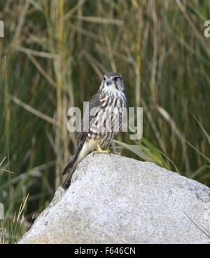 Merlin - Falco columbarius - capretti. Foto Stock