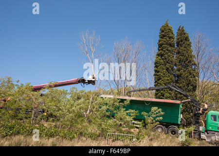 Platani con il fungo malattia che viene tagliata e rimossa dalle rive del Canal du Midi,vicino Le Someil village,Aude,sud,Francia. Foto Stock