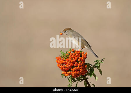 Capinera - Sylvia atricapilla - femmina. Foto Stock