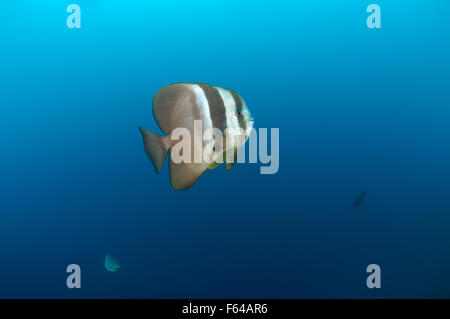 Oceano Indiano, Maldive. 23 Sep, 2015. Batfish Orbicular, circolare, batfish batfish orbiculate, round batfish o orbic (batfish Platax orbicularis) nuota nelle acque blu, Oceano Indiano, Maldive © Andrey Nekrasov/ZUMA filo/ZUMAPRESS.com/Alamy Live News Foto Stock