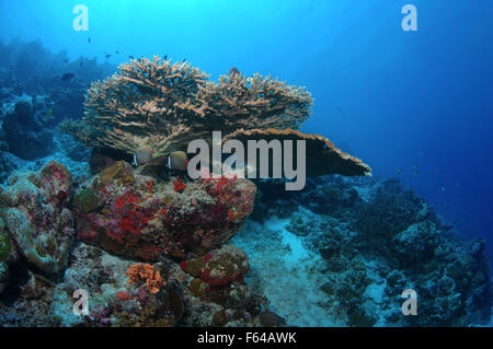 Oceano Indiano, Maldive. 26 Sep, 2015. Coral reef, Oceano Indiano, Maldive © Andrey Nekrasov/ZUMA filo/ZUMAPRESS.com/Alamy Live News Foto Stock