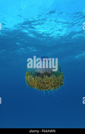 Oceano Indiano, Maldive. 28 Sep, 2015. Il cavolfiore medusa (Cephea cephea) Oceano Indiano, Maldive © Andrey Nekrasov/ZUMA filo/ZUMAPRESS.com/Alamy Live News Foto Stock