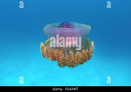 Oceano Indiano, Maldive. 28 Sep, 2015. Il cavolfiore medusa (Cephea cephea) Oceano Indiano, Maldive © Andrey Nekrasov/ZUMA filo/ZUMAPRESS.com/Alamy Live News Foto Stock