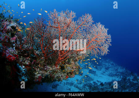 Oceano Indiano, Maldive. 26 Sep, 2015. soft cora (Siphonogorgia sp.) Oceano Indiano, Maldive © Andrey Nekrasov/ZUMA filo/ZUMAPRESS.com/Alamy Live News Foto Stock