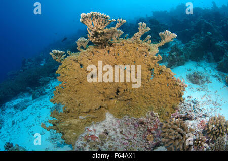 Oceano Indiano, Maldive. 26 Sep, 2015. Elkhorn coral (Acropora palmata) Oceano Indiano, Maldive © Andrey Nekrasov/ZUMA filo/ZUMAPRESS.com/Alamy Live News Foto Stock