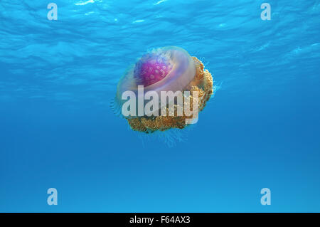 Oceano Indiano, Maldive. 28 Sep, 2015. Il cavolfiore medusa (Cephea cephea) Oceano Indiano, Maldive © Andrey Nekrasov/ZUMA filo/ZUMAPRESS.com/Alamy Live News Foto Stock