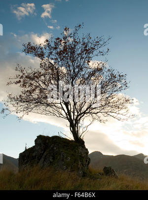 Isolato Rowan tree sul Glen Shiel Foto Stock