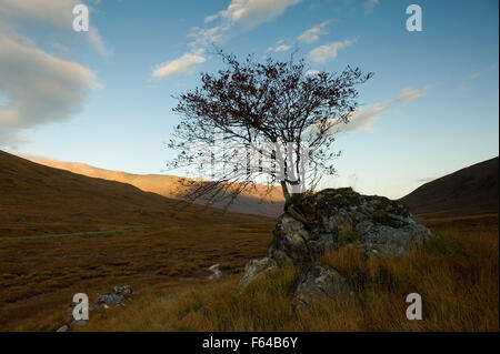 Isolato Rowan tree sul Glen Shiel Foto Stock