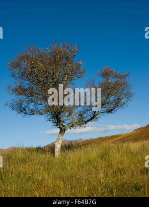 Albero in autunno a Moidart, Lochaber, West Highlands, Scozia. Foto Stock