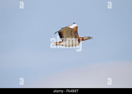 Grande Bustard - Otis tarda - maschio in volo Foto Stock