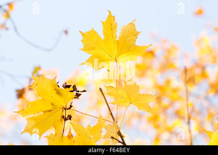 Golden Autumn Leaves e aqua sky Foto Stock