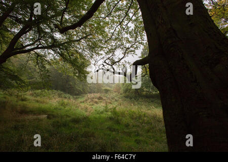 Le rovine e i dintorni di Hollinshead Hall, Tockholes, Lancashire. Foto Stock