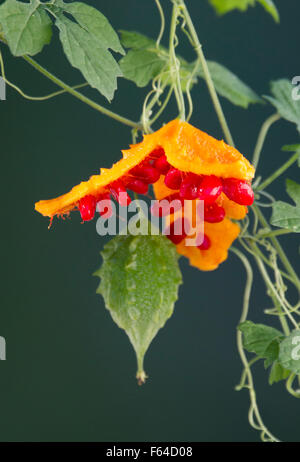 BALSAM APPLE, balsamo pera, melone amaro o africano cetriolo (Momordica balsamina) Fort Myers, Florida, Stati Uniti d'America. Specie introdotte. Foto Stock