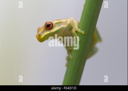 Treefrog cubano (Osteopilus septentrionalis) Fort Myers, Florida, Stati Uniti d'America. Specie introdotte. Foto Stock
