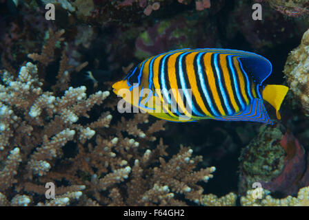 Royal angelfish, Pygoplites diacanthus, Pomacanthidae, Mar Rosso, Sharm el Sheikh, Egitto Foto Stock