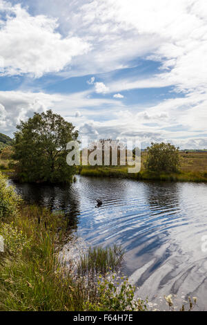 Cors Caron riserva naturale vicino a Tregaron Galles Ceredigion REGNO UNITO Foto Stock