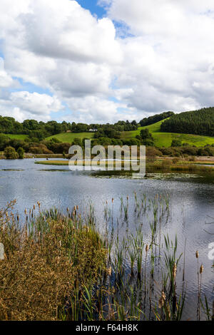 Cors Caron riserva naturale vicino a Tregaron Galles Ceredigion REGNO UNITO Foto Stock