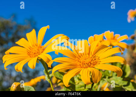 Girasole messicano infestante Foto Stock