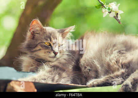 Gatto Siberiano rilassante sotto agli alberi Foto Stock