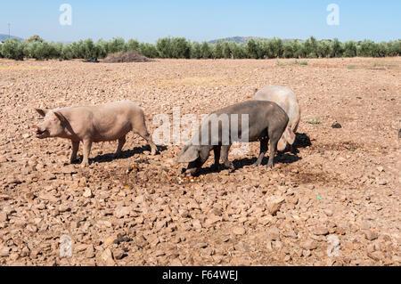 Tre maiali, due femmine ed un maschio non castrati, alimentando in un campo incolto Foto Stock