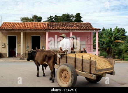 Buoi tirando un carrello in Vinales, Cuba Foto Stock