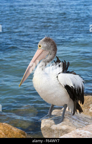 Pellicano australiano (Pelecanus conspicilliatus). Adulto in piedi su una roccia a bordo delle acque. Kangaroo Island, Sud Australia Foto Stock