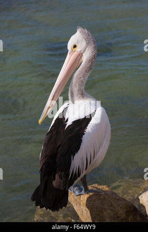 Pellicano australiano (Pelecanus conspicilliatus). Adulto in piedi su una roccia a bordo delle acque. Kangaroo Island, Sud Australia Foto Stock