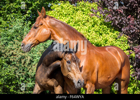 E Anglo-Arabian Warmblood renana. Coppia di cavalli senior giocando su un prato. Germania Foto Stock