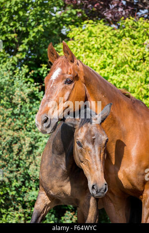 E Anglo-Arabian Warmblood renana. Coppia di cavalli senior giocando su un prato. Germania Foto Stock