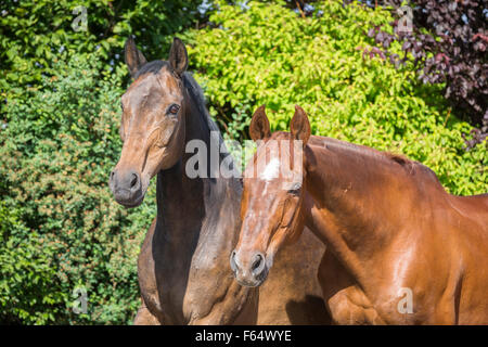 E Anglo-Arabian Warmblood renana. Coppia di alti cavalli su un prato. Germania Foto Stock