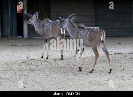 Due maschio South African maggiore Kudu antilopi (Tragelaphus strepsiceros) al contenitore, Amsterdam Artis Zoo, Paesi Bassi Foto Stock