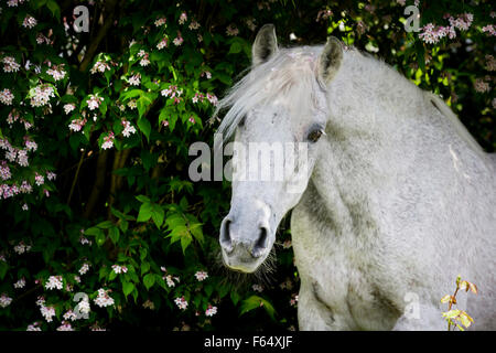 Cavallo Arabo, Arabian Horse. Ritratto di senior stallone grigio. Svizzera Foto Stock