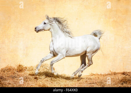 Cavallo Arabo, Arabian Horse. Stallone grigio al galoppo in un paddock. Egitto Foto Stock