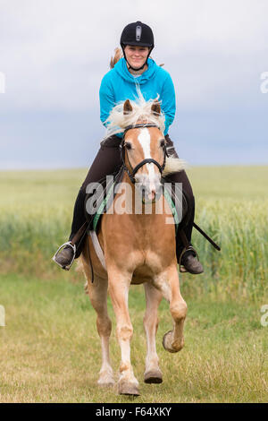 Giovane donna su cavalli di razza Haflinger al galoppo su un prato. Germania Foto Stock