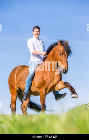 Freiberger cavallo. Sandro Huerzeler su bay castrazione senza adesività e sella, eseguendo lo spagnolo a piedi. Svizzera Foto Stock