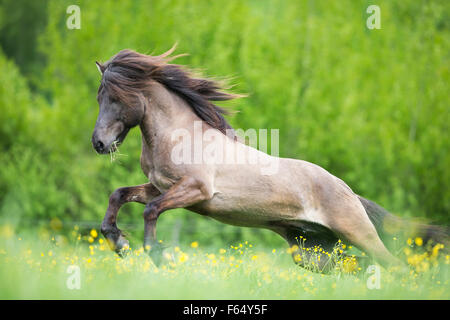 Cavallo islandese. Stallone al galoppo su un pascolo. Austria Foto Stock