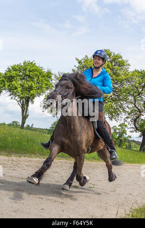 Cavallo islandese. Ragazza di eseguire i battenti il ritmo su un stallone su un luogo di equitazione. Austria Foto Stock