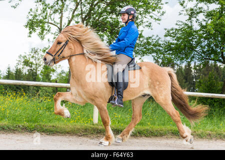 Cavallo islandese. Ragazza di eseguire la toelt su una castrazione su un luogo di equitazione. Austria Foto Stock