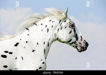 Knabstrup cavallo. Ritratto di leopard-spotted stallone. Germania Foto Stock